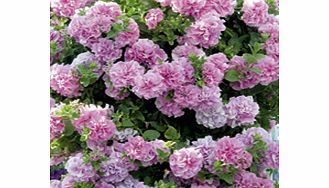 Unbranded Petunia Surfinia Double Flowered Plants - LAVENDER