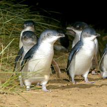 Unbranded Phillip Island Ultimate Penguin Experience - Adult