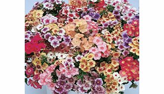 Unbranded Phlox drummondii Seeds - Tapestry Mixed