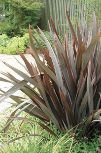 Unbranded Phormium (New Zealand Flax) Purpurea x 5 plants