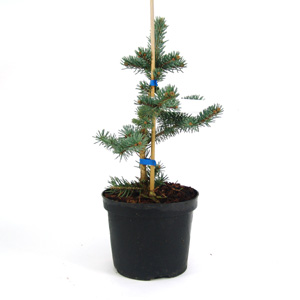 Unbranded Picea pungens Hoopsii  Colorado Spruce