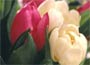Pink &amp; white tulips