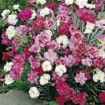 Unbranded Pinks Scent First Collection Plants 405341.htm