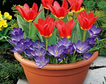 Unbranded Plant-O-Tray Patio Pre-planted Bulbs -