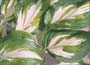 Plantain Lily (syn. H. undulata Media Variegata)