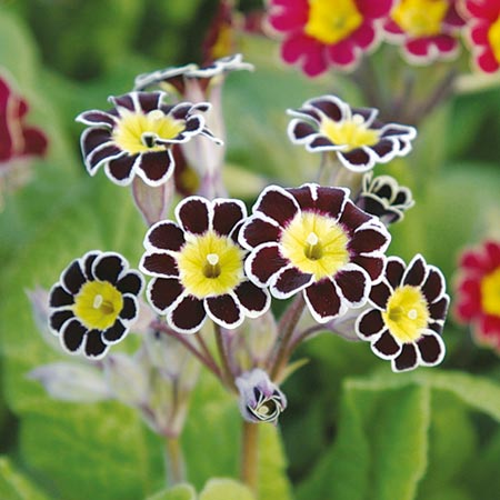 Unbranded Polyanthus Victorian Lace Plants Pack of 30