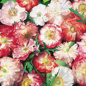 Unbranded Poppy Picotee Mixed Seeds