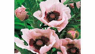 Unbranded Poppy Plants - Coral Reef