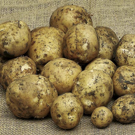 Unbranded Potato Dunluce - 3kg 3kg