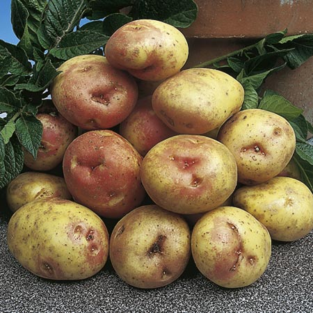Unbranded Potato King Edward - 3 kg 3 kg
