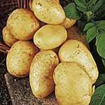 Unbranded Potato Valor - 3kg 464141.htm