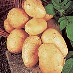 Unbranded Potato Valor - 3kg