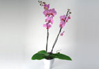 Unbranded Potted Phalaenopsis Orchid