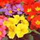 Unbranded Primrose Giant Flowered Mixed Seeds