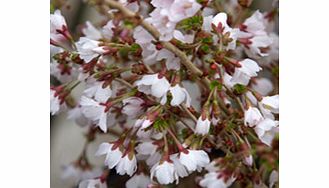 Unbranded Prunus Incisa Plant - Kojo No Mai