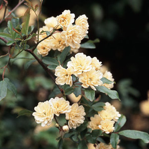 Unbranded R. Banksiae Lutea - Climbing Rose