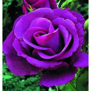 Unbranded Rhapsody in Blue - Floribunda Rose **AUTUMN PRE