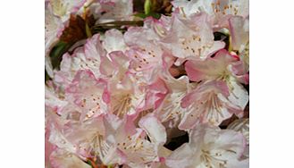 Unbranded Rhododendron Plant - Ginny Gee