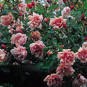 Unbranded Rose Albertine - Climbing Rose (pre-order now)
