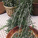 Unbranded Rosemary Seeds 436184.htm