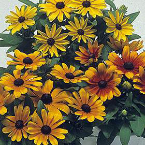 Unbranded Rudbeckia Becky Mixed Seeds