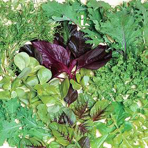 Unbranded Salad Leaves - Niche Mixed Seeds