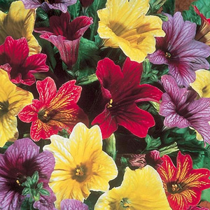 Unbranded Salpiglossis Carnival Mix F2 Seeds