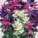 Unbranded Salvia Horminum Colour Blend Seeds 417360.htm