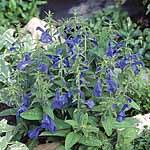 Unbranded Salvia patens Patio Deep Blue Plants