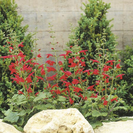 Unbranded Salvia Roemeriana Hot Trumpets Seeds Average