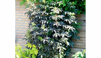 Unbranded Sambucus nigra Plant - Black Tower
