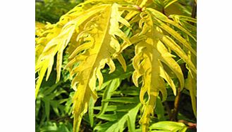 Unbranded Sambucus Plant - Sutherland Gold