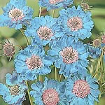 Unbranded Scabiosa Fama Seeds 428262.htm