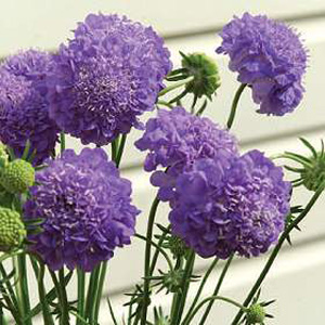 Unbranded Scabiosa Oxford Blue Seeds