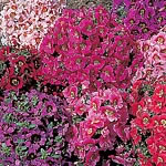 Unbranded Schizanthus Star Parade Seeds