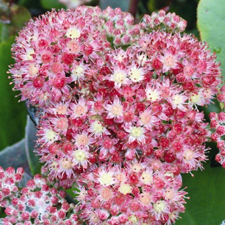 Unbranded Sedum Strawberries and Cream Pack of 3 Bare Roots