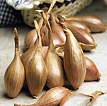 Unbranded Shallot Bulbs  French Jermor