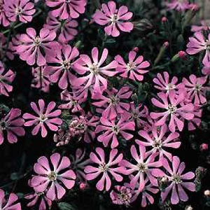 Unbranded Silene Dwarf Pink Star Seeds