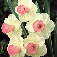 Soft Pink Trumpet Daffodil Salome