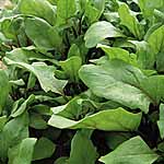 Unbranded Spinach Bordeaux Seeds 438584.htm