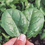 Unbranded Spinach Lazio F1 Seeds