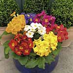 Unbranded Spring Bedding Plant Collection 481253.htm