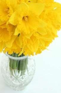 Unbranded Spring Special - 30 Mixed Daffodils