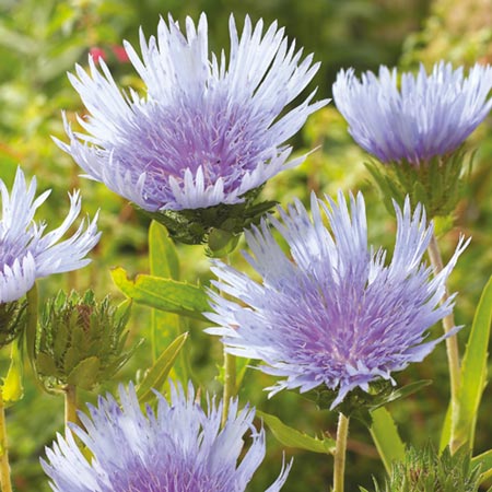 Unbranded Stokesia Blue Star Plants Pack of 5 Pot Ready