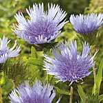 Unbranded Stokesia Blue Star Plants