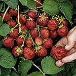 Unbranded Strawberry Aromel (Plants)