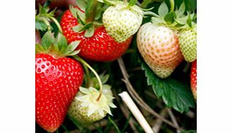 Unbranded Strawberry Plants - Sweetheart