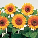 Unbranded Sunflower Big Smile Seeds 421221.htm