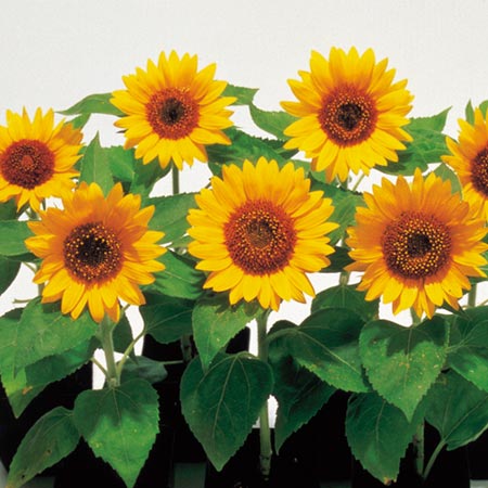 Unbranded Sunflower Big Smile Seeds Average Seeds 25