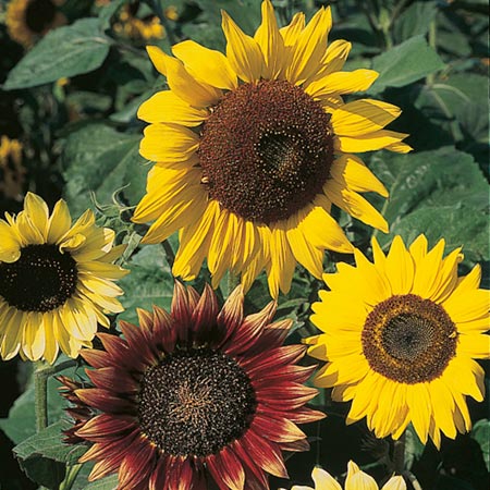 Unbranded Sunflower Cutting Mixed Seeds Average Seeds 45